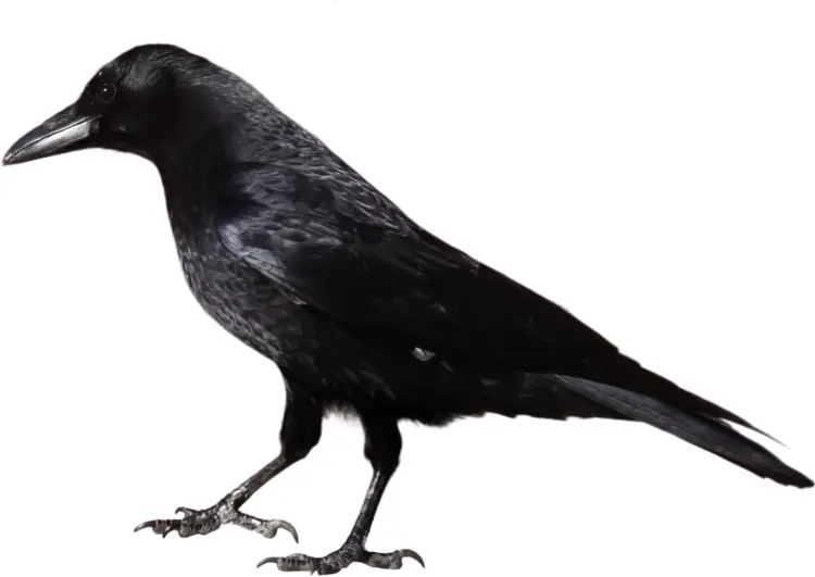 Black Crow Standing Still