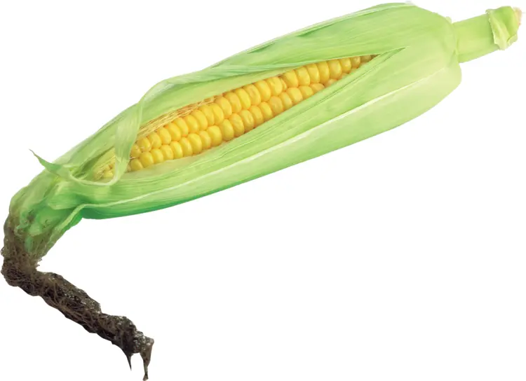 Fresh Corn with Husk