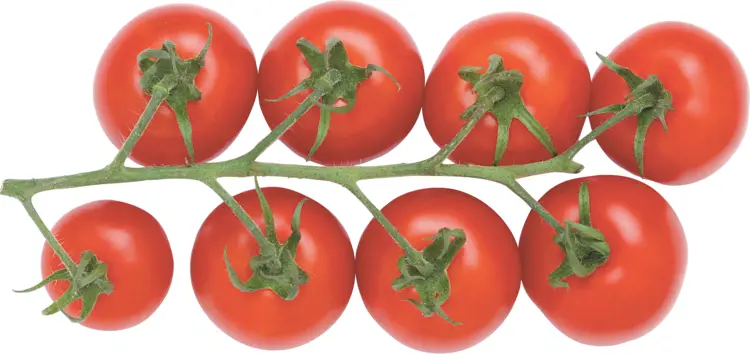 Fresh Red Tomatoes on Vine