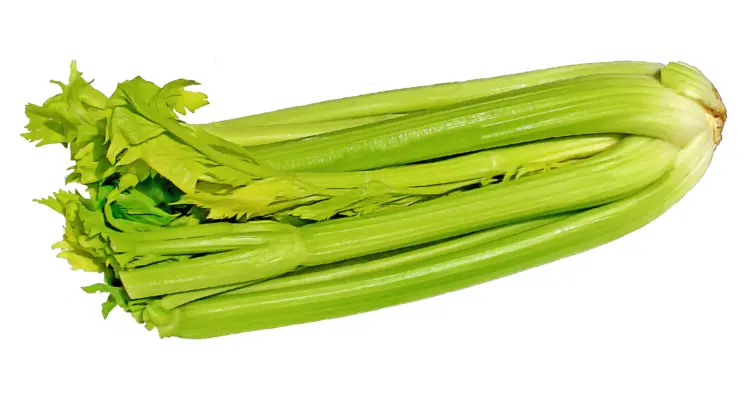 Fresh Celery Stalks