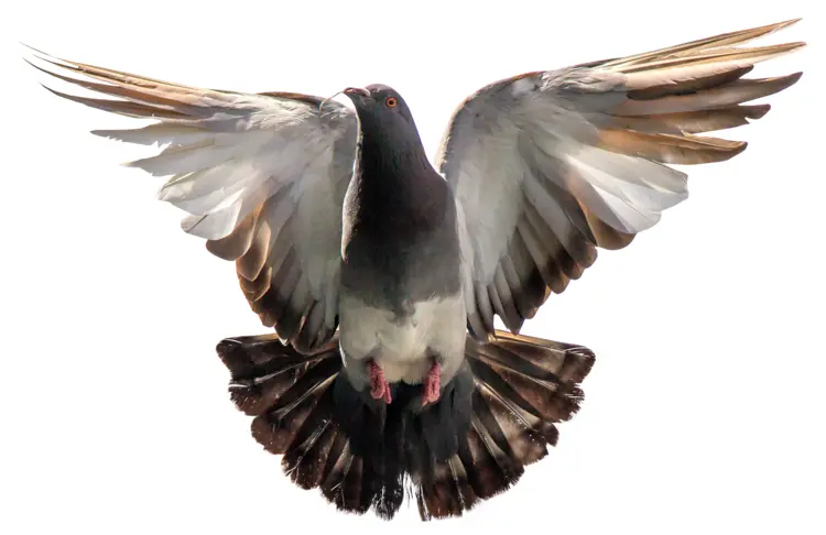 Graceful Flying Pigeon