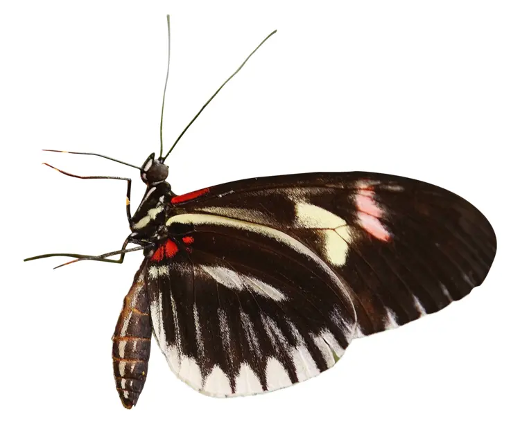 Black and White Butterfly with Red Spots