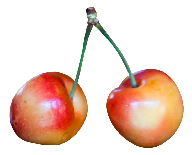 Pair of Fresh Yellow Cherries