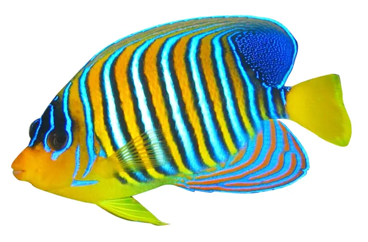Colorful Tropical Fish