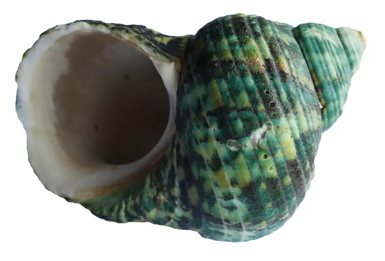Green Spiral Shell from the Sea