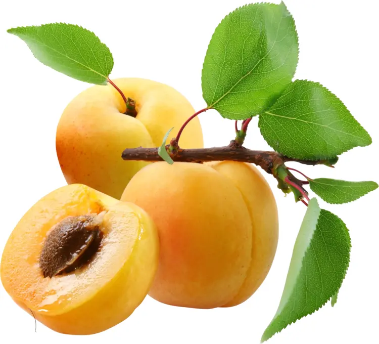 Fresh Apricots with Branch and Leaves