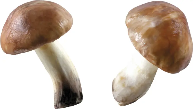 Pair of Brown Mushrooms