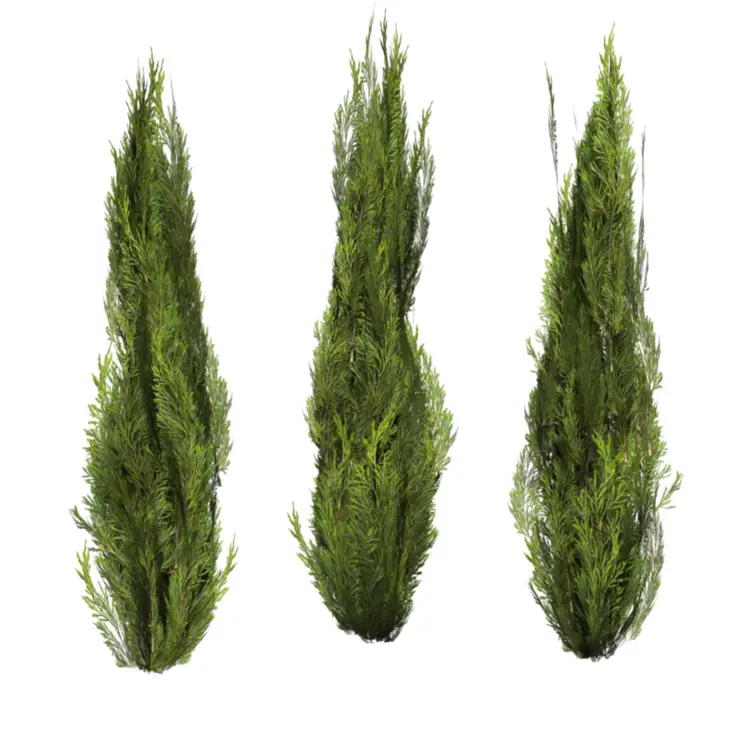 Tall Green Bushes