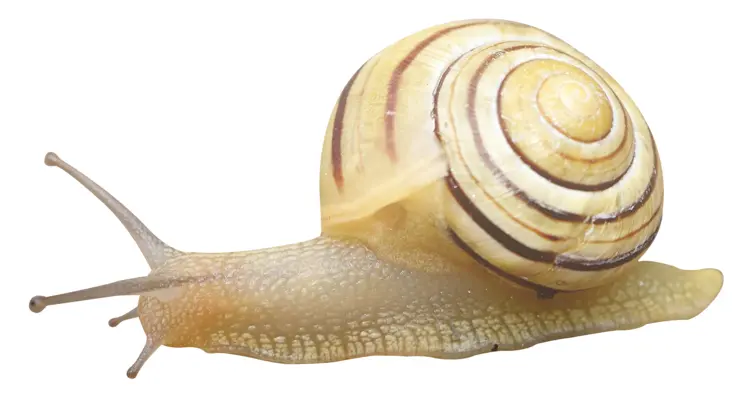 Striped Snail with Shell