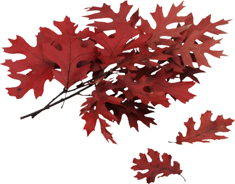 Red Leaves in Autumn