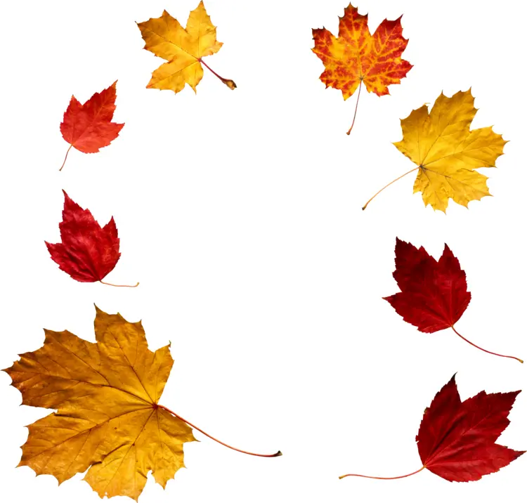 Autumn Leaves in a Circle