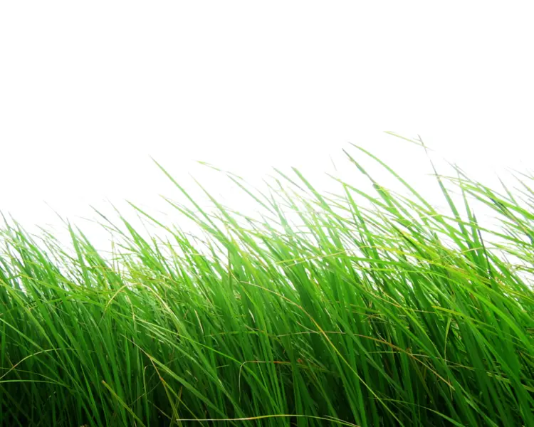 Green Grass Blades in the Wind Illustration