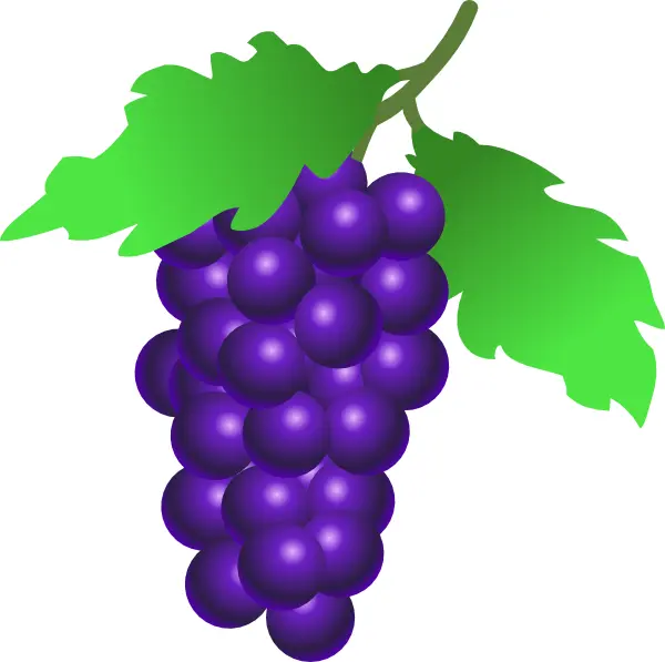 Purple Grapes with Green Leaves