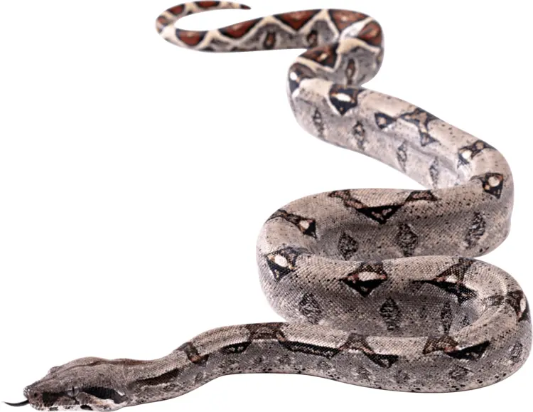 Boa Constrictor in Natural Habitat