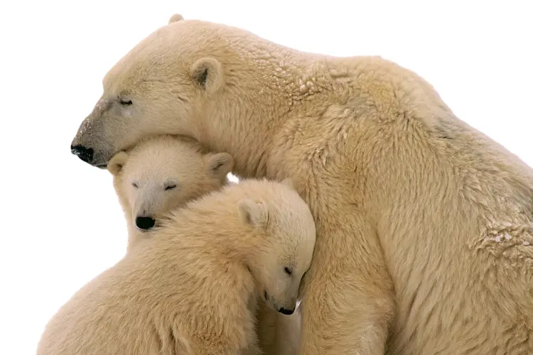 Polar Bear Family in the Arctic