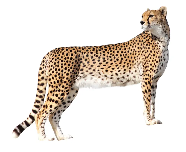 Spotted Cheetah in the Wild