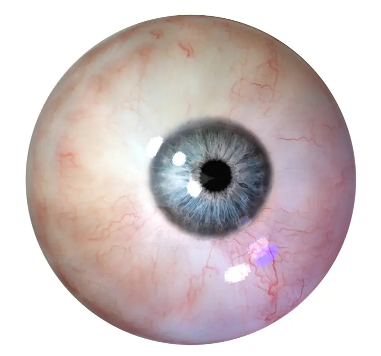 Detailed Gray Eye Illustration