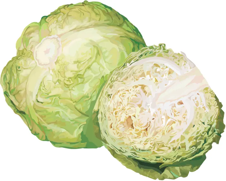 Fresh Green Cabbage