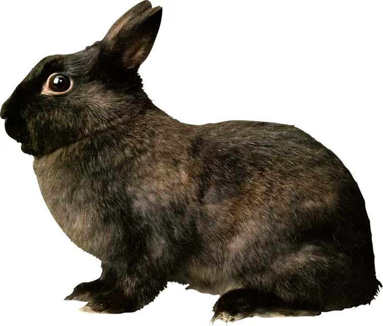 Black Rabbit