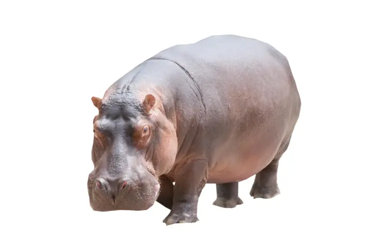 Large Hippopotamus in the Wild
