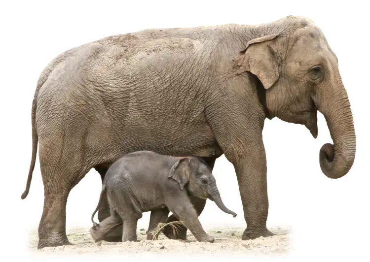 Elephant and Calf Walking Together