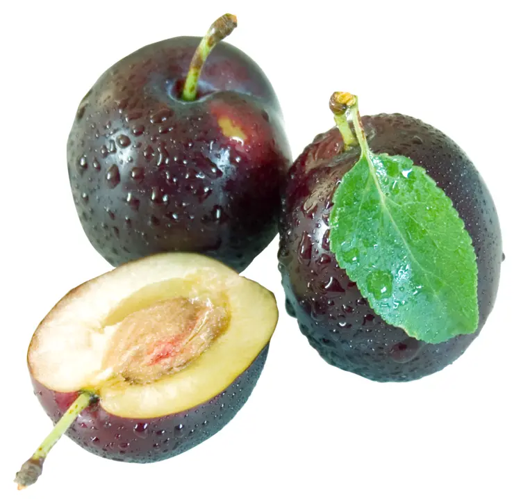 Fresh Black Plums with Leaves