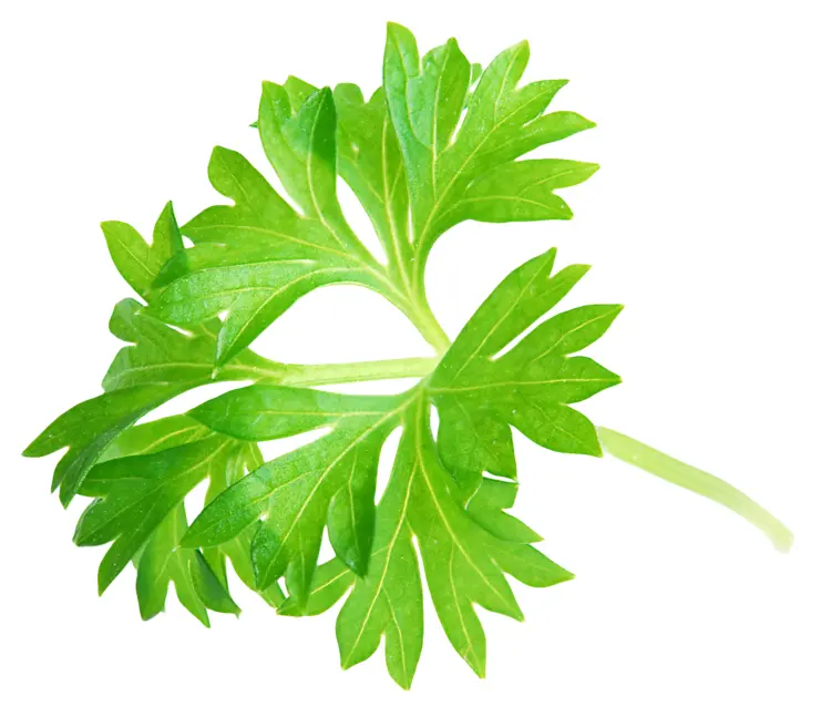 Fresh Green Leaf