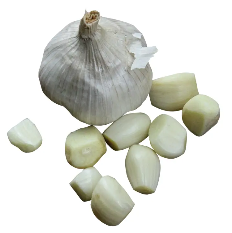 Fresh Garlic Bulb and Cloves for Cooking