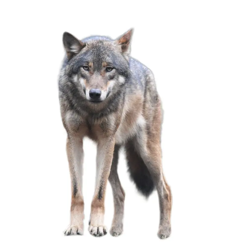 Brown Wolf in the Wild