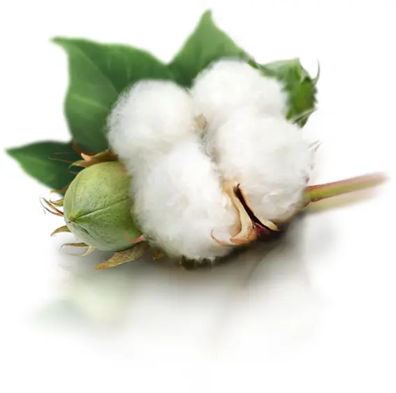 Cotton Plant with Leaves
