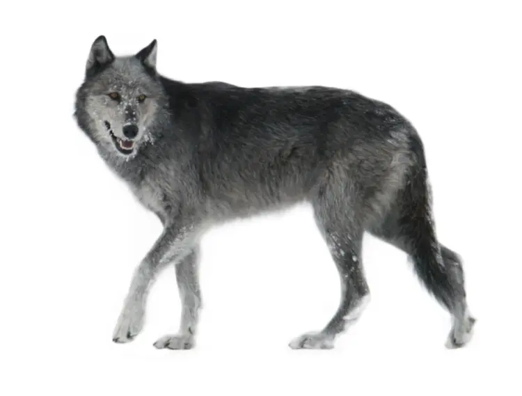 Gray Wolf in the Wild