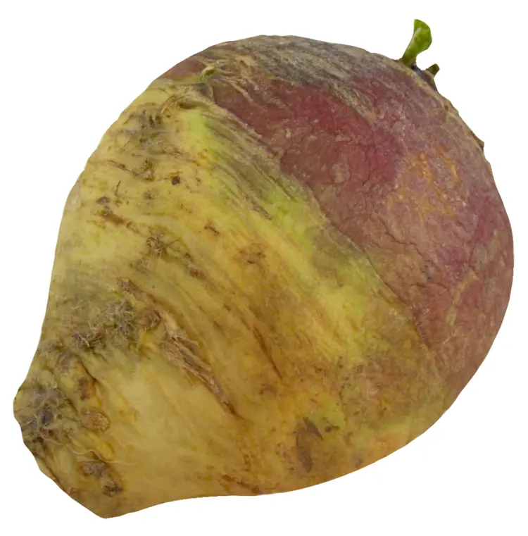 Fresh Rutabaga
