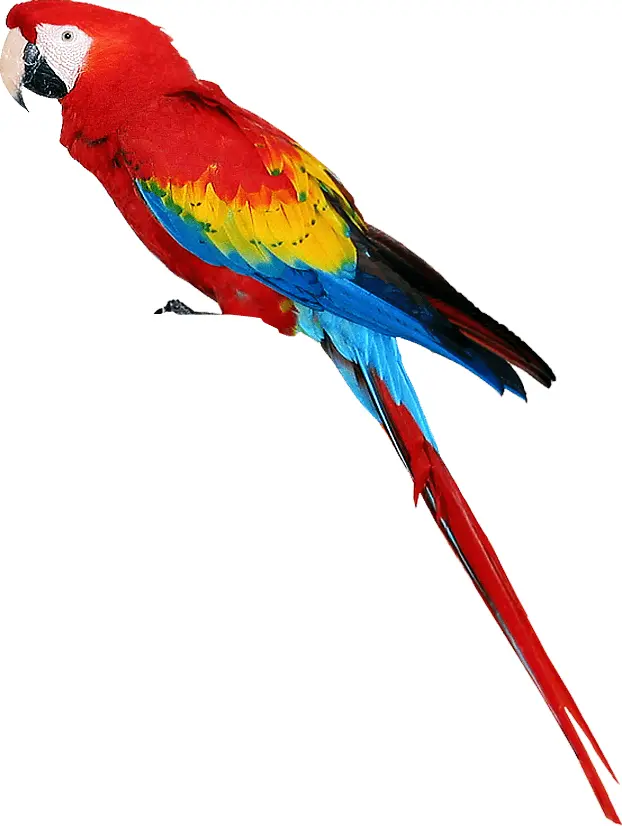 Scarlet Macaw Perched on Branch