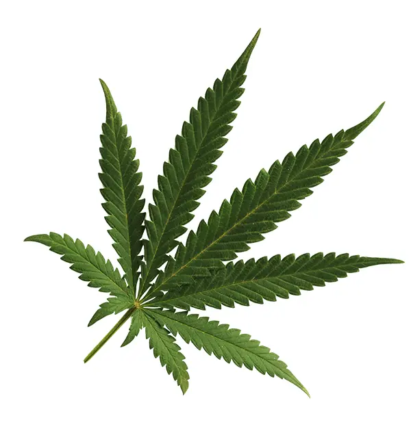 Detailed Cannabis Leaf Illustration