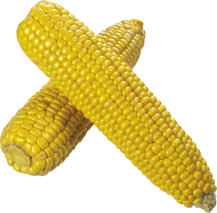 Two Fresh Yellow Corns Crossed