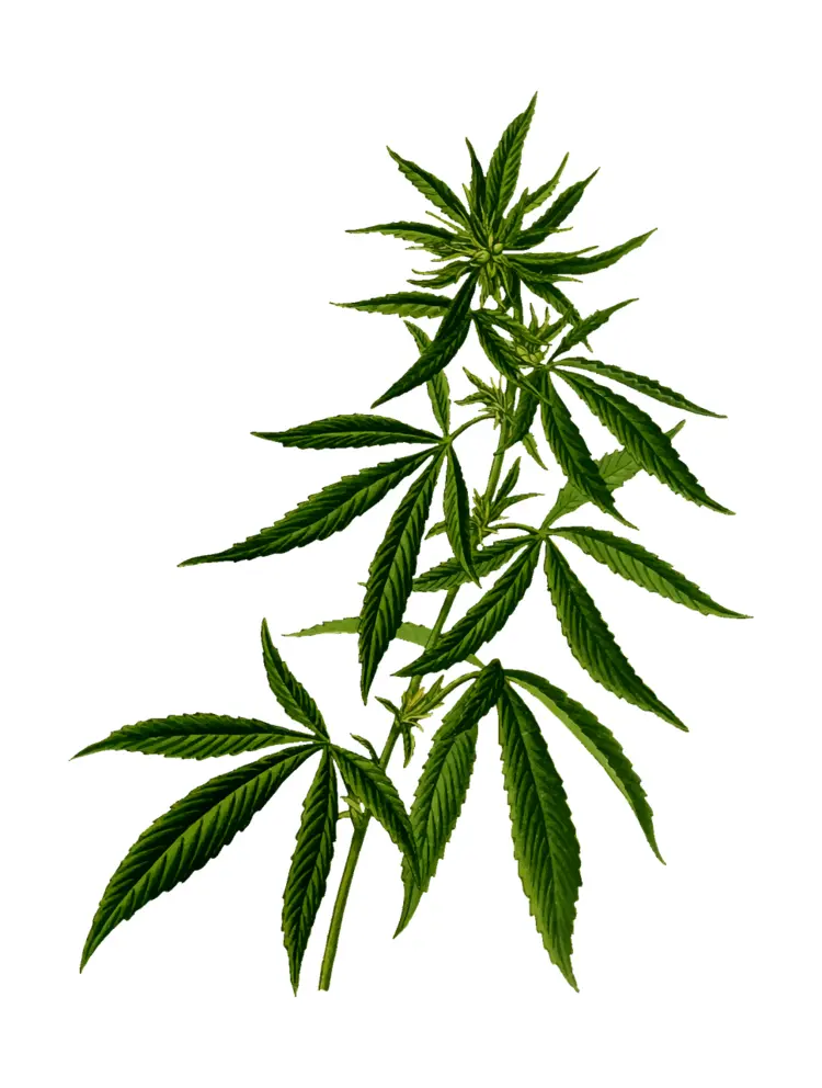 Cannabis Plant with Multiple Leaves