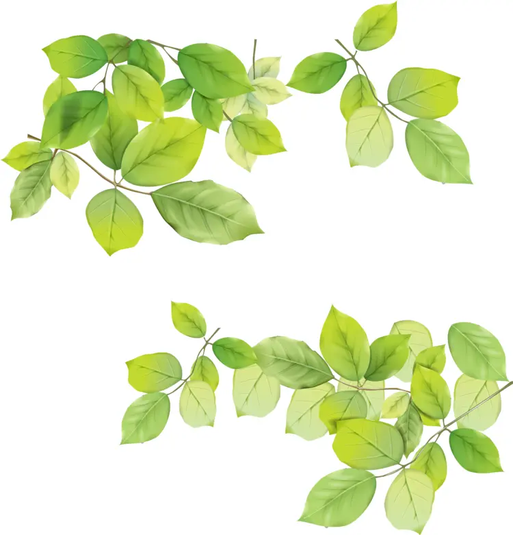 Green Leaves in Nature