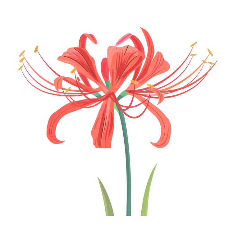 Red Spider Lily with Delicate Petals