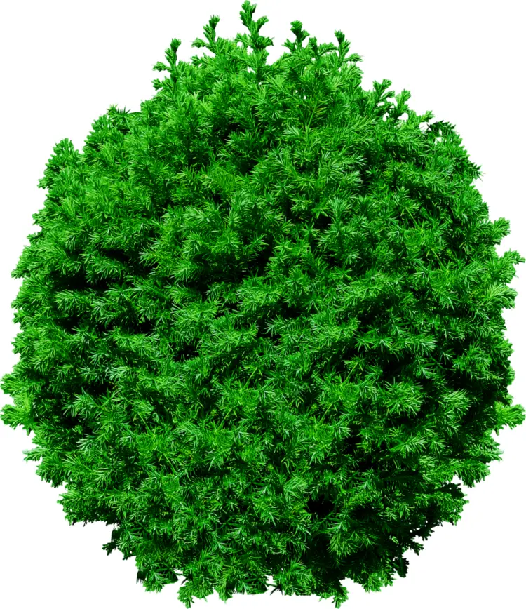 Green Bush
