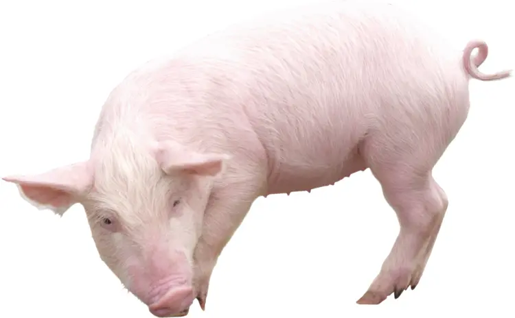 White Piglet on Farm