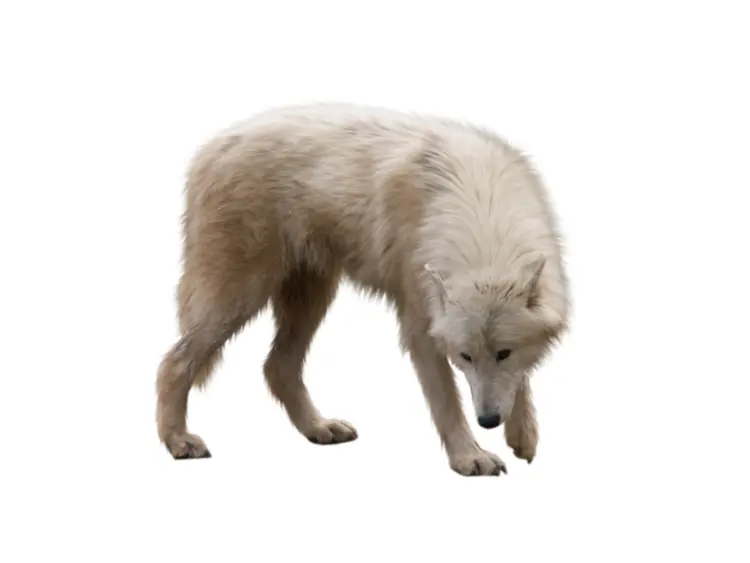 White Wolf in the Wild