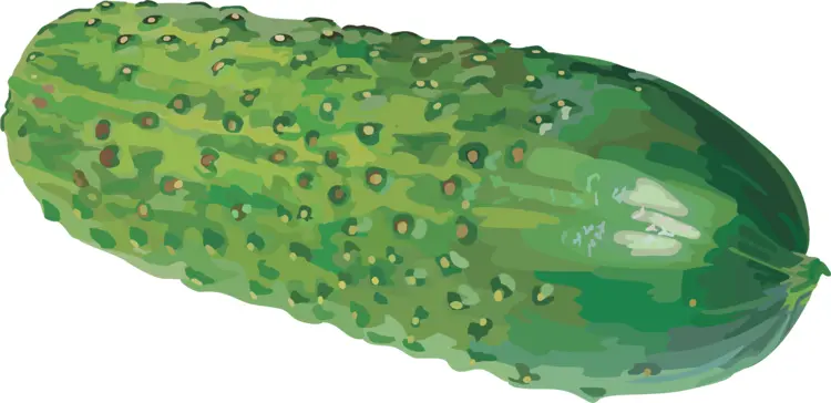 Green Pickle Illustration