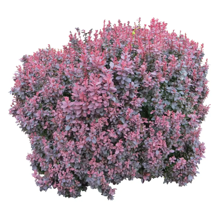 Lush Pink Bush