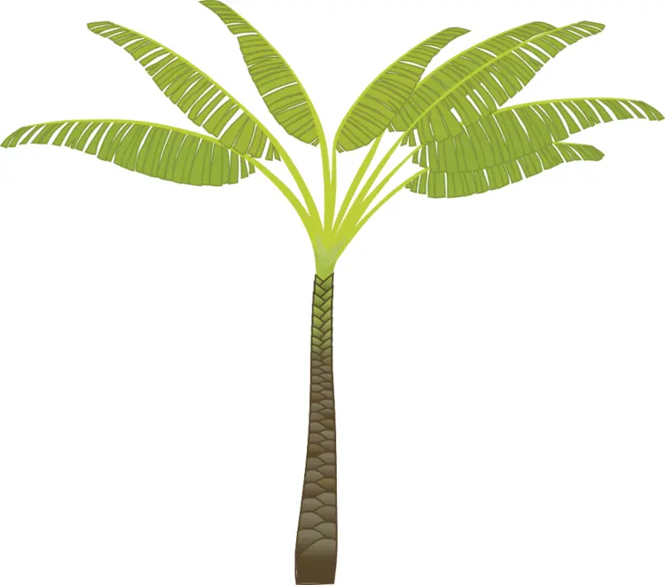Tropical Palm Tree Illustration