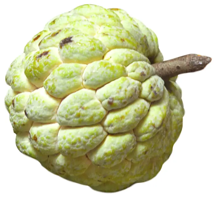 Yellow Custard Apple