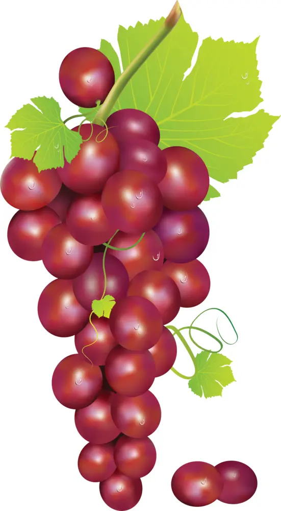 Illustration of Red Grapes