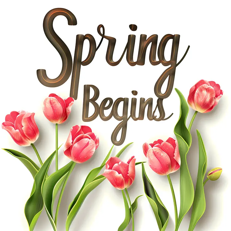 Spring Begins with Pink Tulips