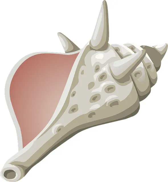 Spiky Conch Shell