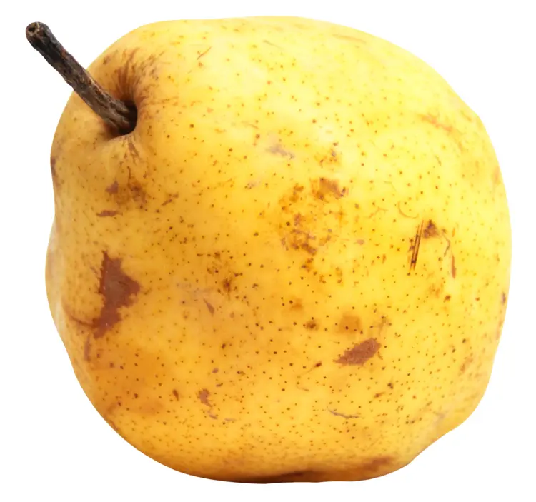 Yellow Pear