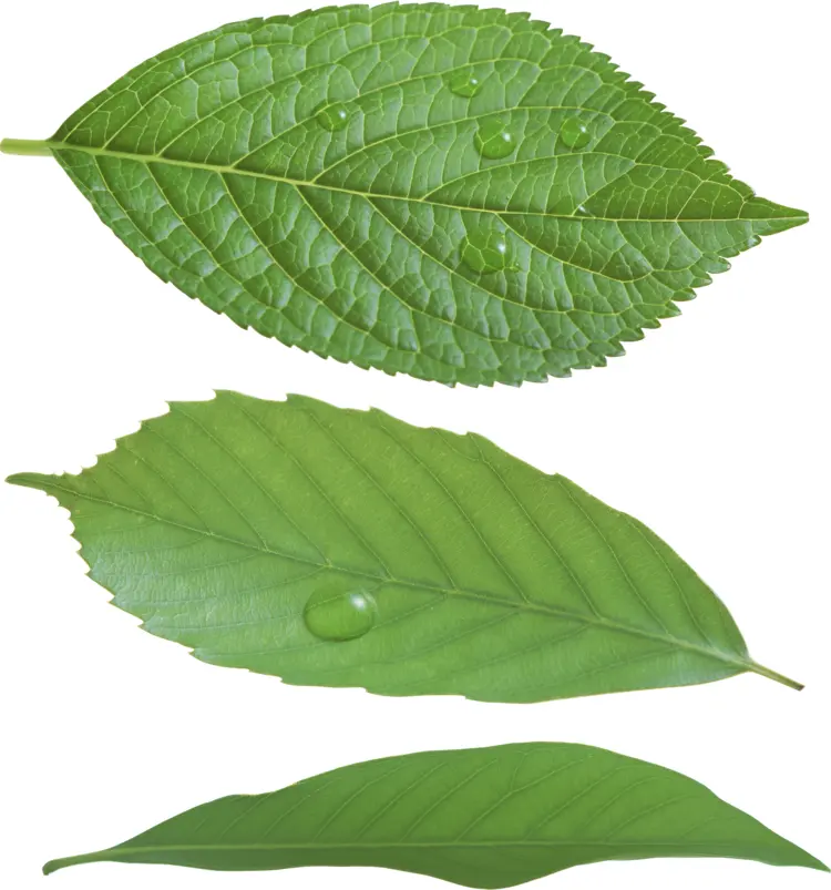 Three Green Leaves